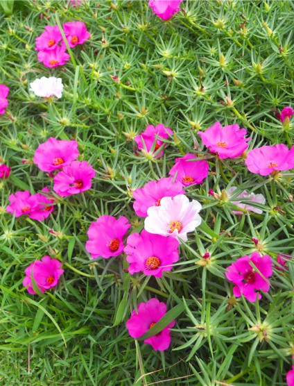 太陽花